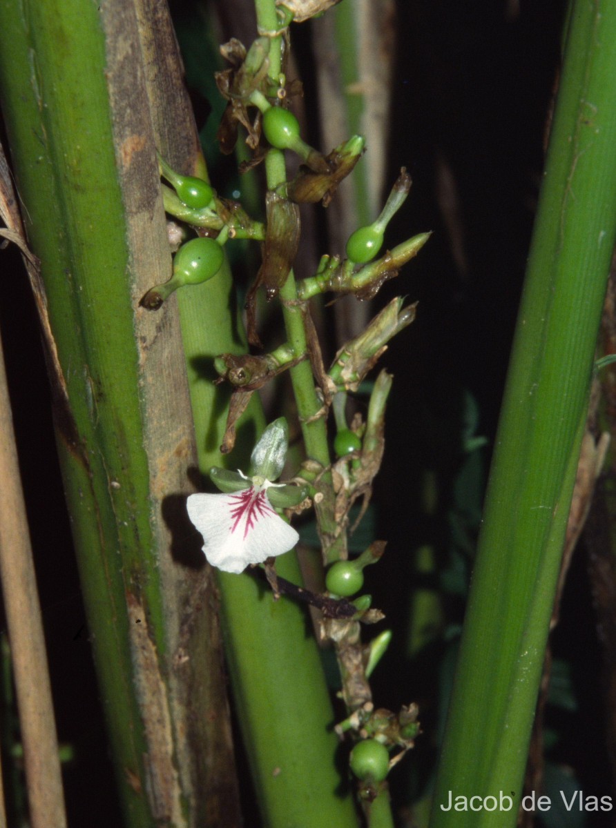 Elettaria cardamomum (L.) Maton